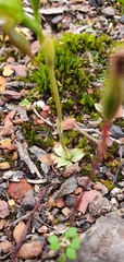 Pterostylis squamata