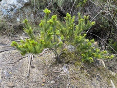 Stenanthera pinifolia