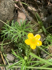 Ranunculus inundatus