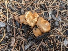 Agrocybe putaminum