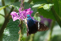 Astraptes fulgerator