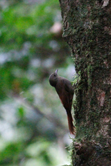 Sittasomus griseicapillus