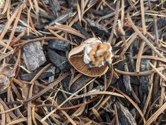 Agrocybe putaminum