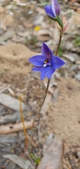 Thelymitra juncifolia