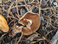 Agrocybe putaminum