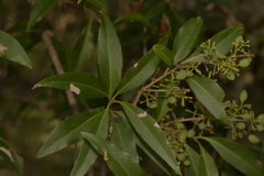 Notelaea longifolia