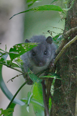 Watson's Climbing Rat photo 1