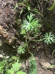 Ranunculus inundatus