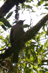Turdus plebejus