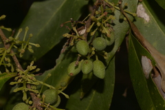 Notelaea longifolia