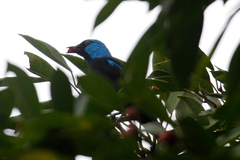 Dacnis venusta