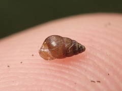 Tornatellidinae