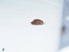 Drepanacra binocula