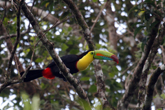 Ramphastos sulfuratus