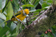 Tangara icterocephala