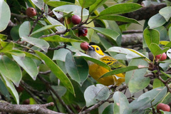 Tangara icterocephala