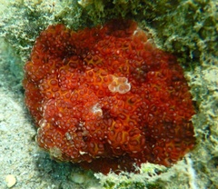 Alicia pretiosa