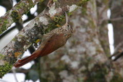 Lepidocolaptes souleyetii