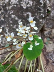 Begonia plebeja