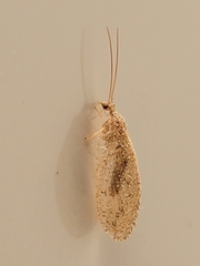 Hemerobius