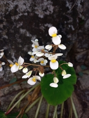 Begonia plebeja