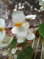 Begonia plebeja