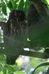 Strix virgata