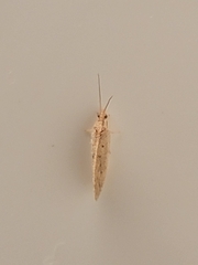 Hemerobius