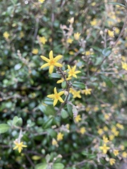 Corokia