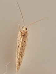 Hemerobius