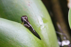 Lithobates warszewitschii