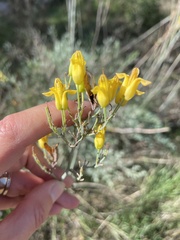 Ehrendorferia chrysantha