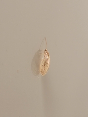 Hemerobius