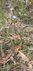 Thelymitra arenaria