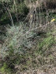 Ehrendorferia chrysantha