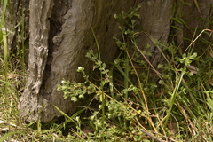 Pimelea altior