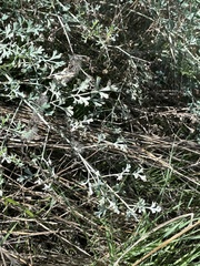 Ehrendorferia chrysantha