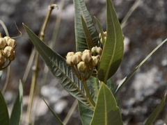 Asclepias mellodora