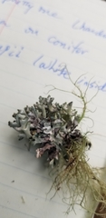 Hypogymnia tubulosa