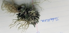 Hypogymnia tubulosa