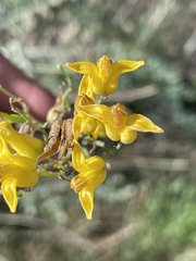 Ehrendorferia chrysantha