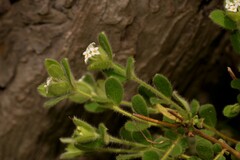 Pimelea altior