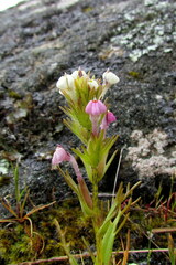 Triphysaria versicolor