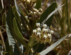 Asclepias mellodora