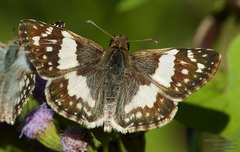 Heliopetes domicella