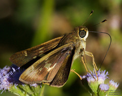 Nyctelius nyctelius