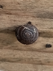 Triodopsis hopetonensis