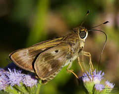 Nyctelius nyctelius