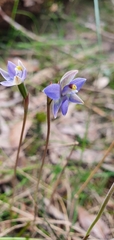 Thelymitra pallidifructus