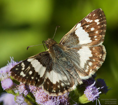 Heliopetes domicella